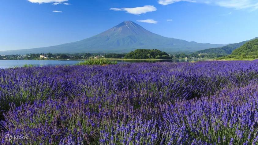 Fuji Cottage Fujikawaguchiko Buitenkant foto